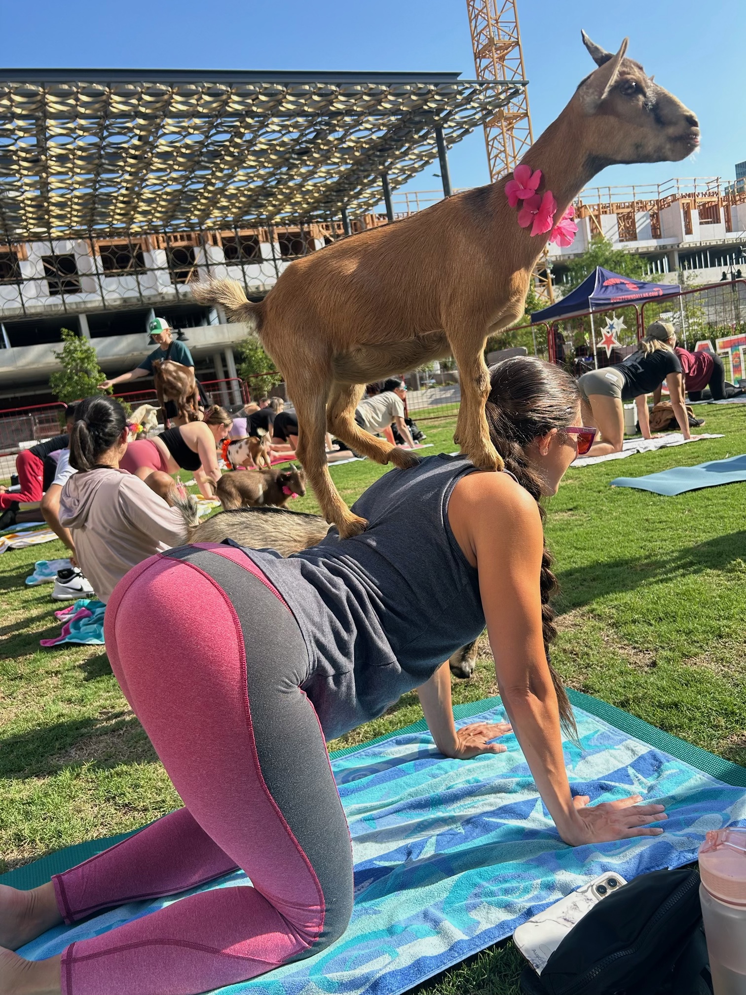 Goat yoga